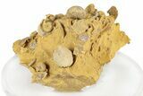 Miniature Fossil Cluster (Ammonites, Brachiopods) - France #248449-1